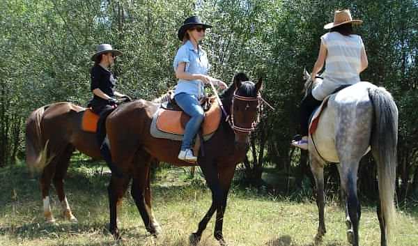 At Binmenin Faydaları